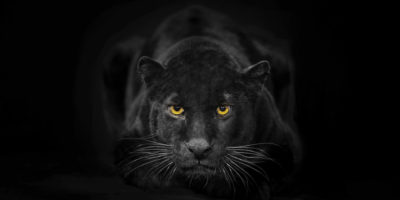 What is the Meaning of “CIO”?