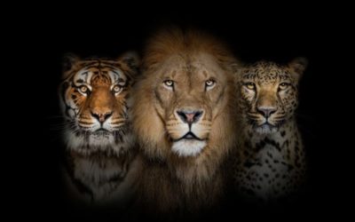 CIO, CTO, or CISO: Which One Do I Need?